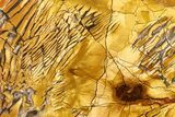 Polished Orange Brecciated Jasper - Nevada #378124-1